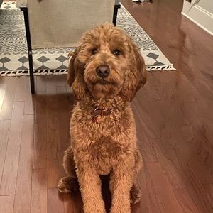 Meet your Posher, Ty